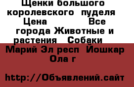 Щенки большого (королевского) пуделя › Цена ­ 25 000 - Все города Животные и растения » Собаки   . Марий Эл респ.,Йошкар-Ола г.